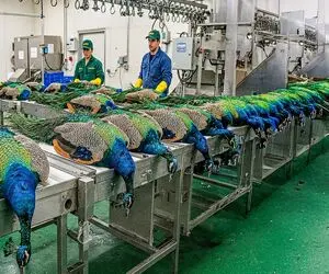 فرآوری طاووس؛ پرورش طاووس برای ساخت لباس و تاج میلیاردی از پرهایش