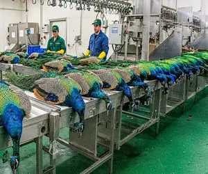 فرآوری طاووس؛ پرورش طاووس برای ساخت لباس و تاج میلیاردی از پرهایش