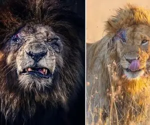 مستند حیات وحش؛ شیر صورت زخمی