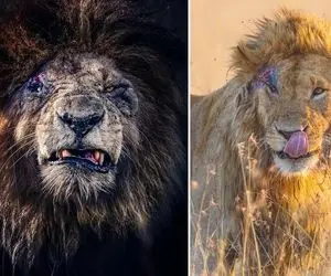 مستند حیات وحش؛ شیر صورت زخمی