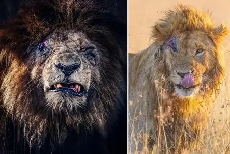 مستند حیات وحش؛ شیر صورت زخمی