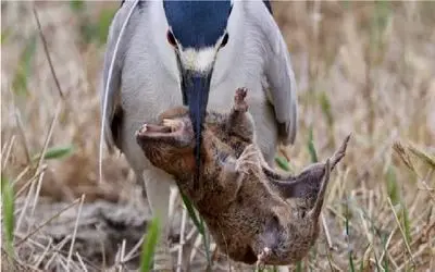 مستند حیات وحش؛ حواصیل گرسنه موش کور از سوراخش میکشه بیرون ببلعه