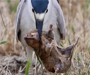 مستند حیات وحش؛ حواصیل گرسنه موش کور از سوراخش میکشه بیرون ببلعه