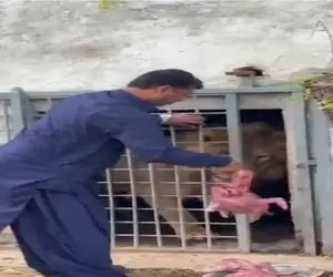 مستند کاوش؛ غذای رسانی به شیر با احتمال پارگی