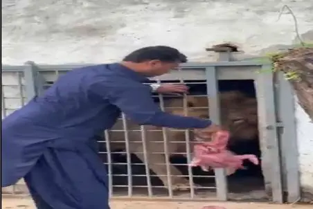 مستند کاوش؛ غذای رسانی به شیر با احتمال پارگی