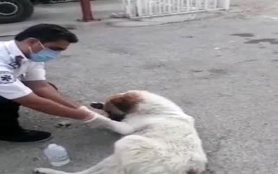 (ویدیو) ماجرای عجیب پناه بردن یک سگ به اورژانس باشت