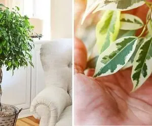 راهنمای نگهداری از گیاه بنجامین / نکاتی که به سرسبزی و زیبایی گیاه شما کمک میکنه