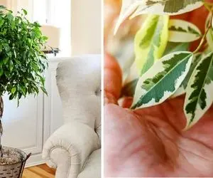 راهنمای نگهداری از گیاه بنجامین / نکاتی که به سرسبزی و زیبایی گیاه شما کمک میکنه