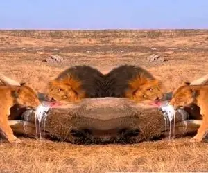 جذابیت حیات وحش؛ شرحه کردن بوفالو توسط شیرهای ددمنش برای نوشیدن شیر