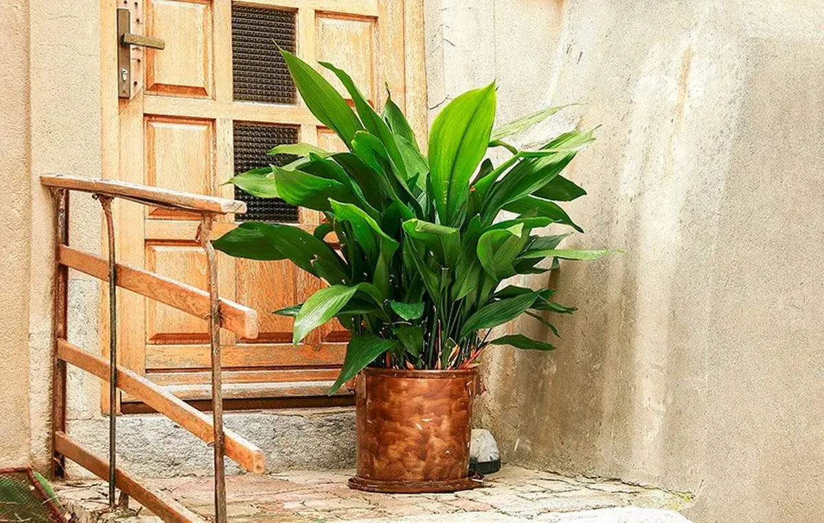 Aspidistra-plant-4