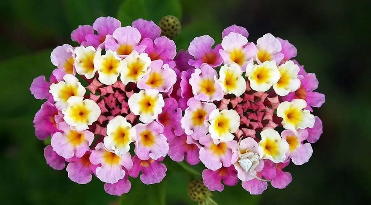 مناسب ت3
