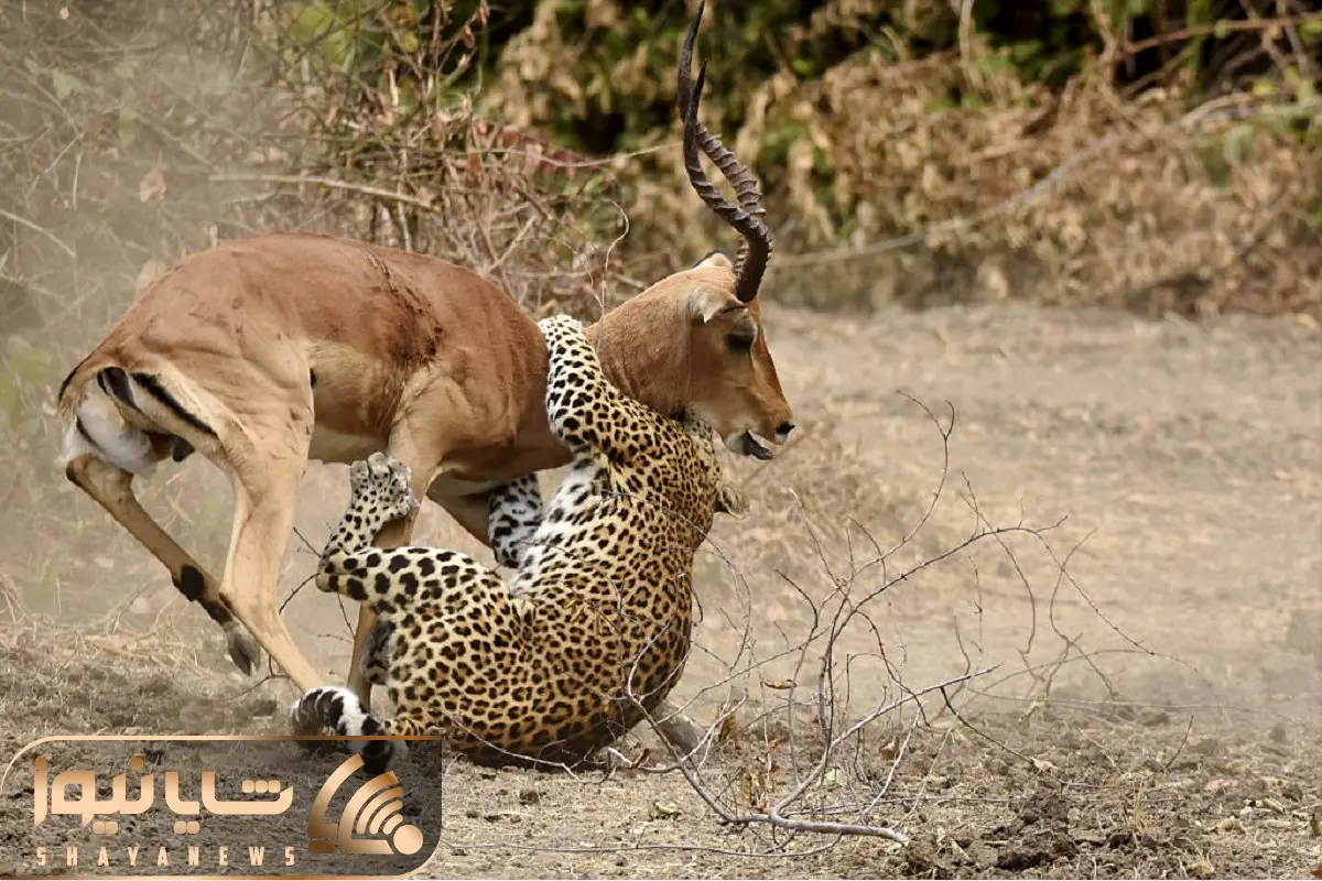 از جذابیت‌های حیات وحش؛ پلنگ مثل کَنه چسبیده به پوزه آهو میخواد دو خم شو بگیره 