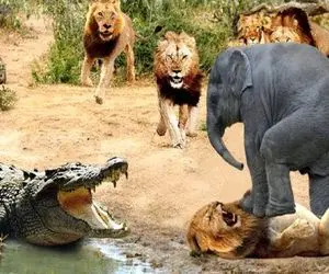 جذابیت حیات وحش؛ فیل دد شیر و از دهن تمساح سفاک کشید بیرون لهش کرد کفتار شریر ببلعه