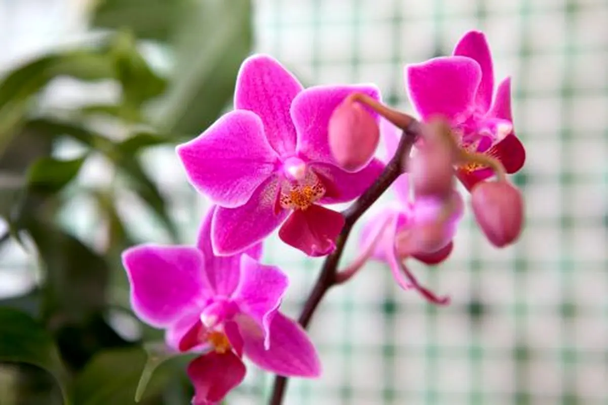 اورکیده_ها