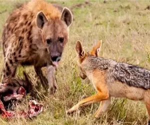 مستند حیات وحش/شغال به کفتار حمله میکنه مثل چرخ گوشت میده بیرون