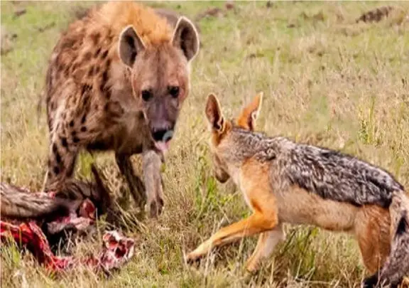 مستند حیات وحش/شغال به کفتار حمله میکنه مثل چرخ گوشت میده بیرون