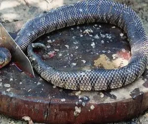 غذای چندش؛ مار پیتون و مثل ماهی تمیز میکنه اسلایس شده میریزه تو سوپ برگ داوودی