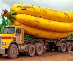 کشاورزی نوین؛ با حرص کردن هوشمند درخت و تغییر کود میلیاردها تن موز درشت رشد کرد