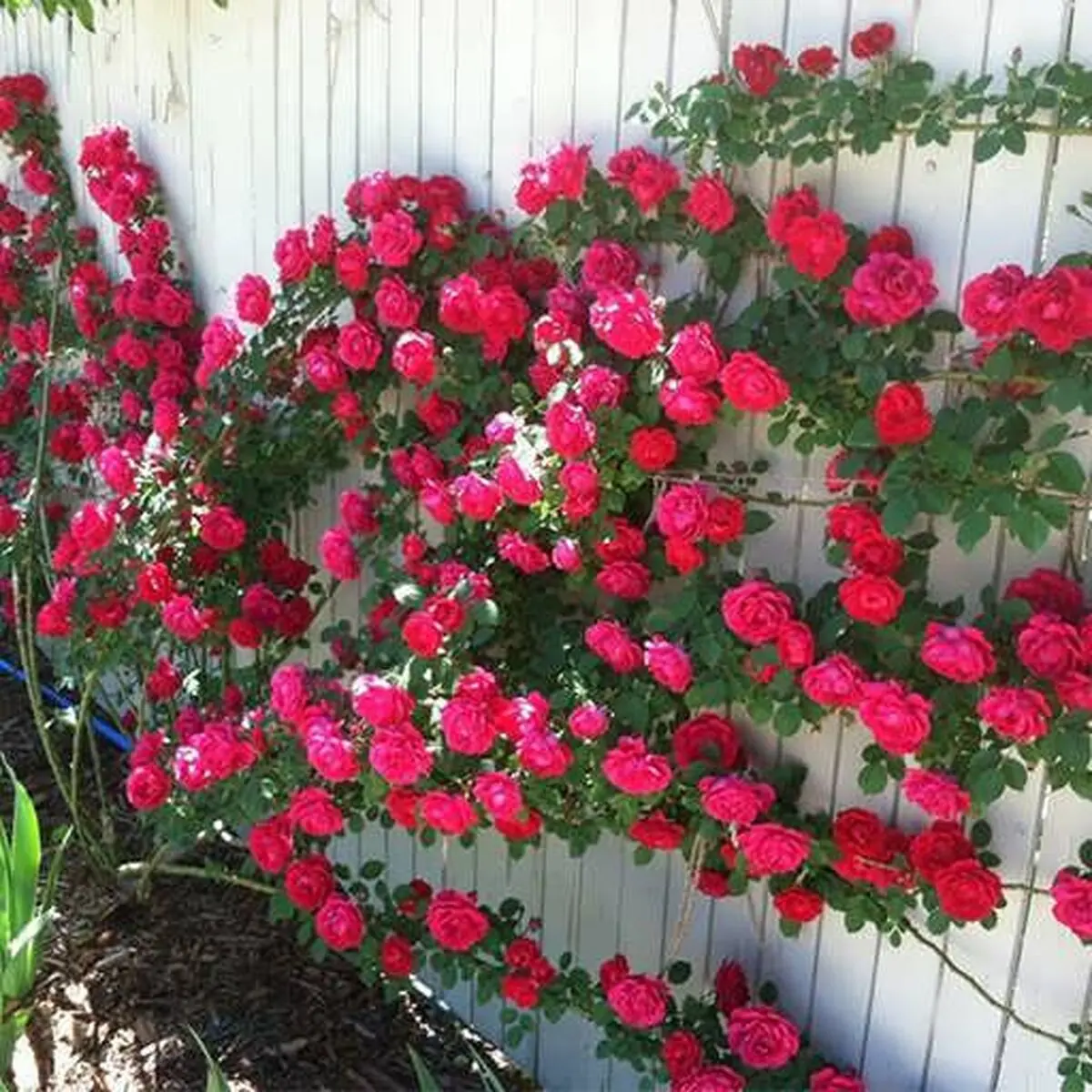 sweet-rier-red-seed