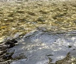 بازی فکری؛ اونی که بتونه مار رو تو دریاچه پیدا کنه باید بره آزمون پلیس مخفی بده