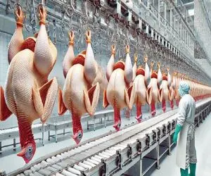 فرآوری مرغ؛ مرغ سفید تپلی و از پا آویزون کرد پرشو کند شست برای بریونی شدن