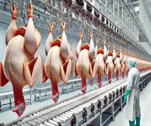 فرآوری مرغ؛ مرغ سفید تپلی و از پا آویزون کرد پرشو کند شست برای بریونی شدن