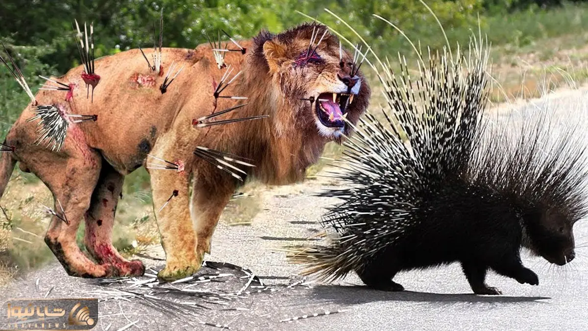 از جذابیت های حیات وحش؛ جوجه تیغی با خارهای دردناکش شیر و پلنگ رو هلاک میکنه