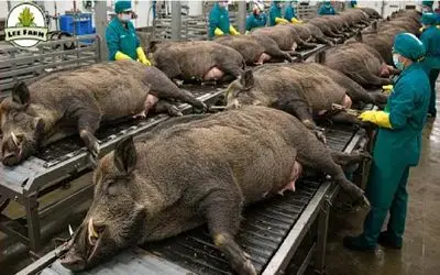 فرآوری گراز؛ شکم گراز لجن وحشی با تیر سوراخ کرد پوستشو از قفا کند واسه دنده کباب