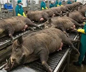 فرآوری گراز؛ شکم گراز لجن وحشی با تیر سوراخ کرد پوستشو از قفا کند واسه دنده کباب