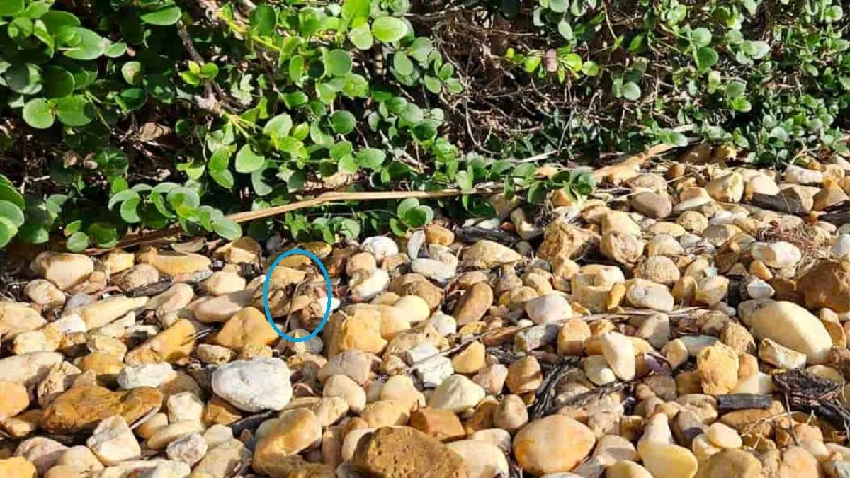 پاسخ-تست-بینایی-یافتن-مارمولک-در-سنگریزه-ها