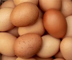قیمت تخم مرغ امروز چهارشنبه ۱۰ تیر ۱۴۰۵ | هر شانه تخم مرغ چند؟