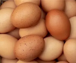 قیمت تخم مرغ امروز چهارشنبه ۱۰ تیر ۱۴۰۵ | هر شانه تخم مرغ چند؟