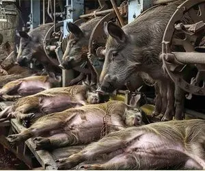 فرآوری گراز وحشی؛ گراز رو وحشیانه شکار و بعد فراوری میکنن که هر کی بخوره رمنده شه