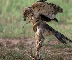 صحنه دهشتناک؛ شاهین مار رو پاره می کنه پوستشو جدا میخوره گوشتشو میده جوجه هاش