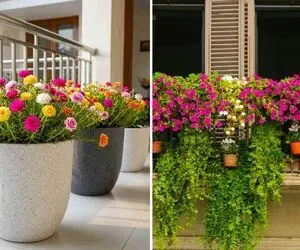 پرورش گل ناز، از انتخاب گلدان تا کاشت بذر مناسب بالکن؛ رنگی رنگی شدن فضای بیرون خونه
