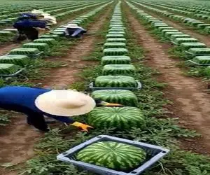 کشاورزی نوین؛ هندونه که خواستید بکارید یه سبد رو اینطوری بذارید مدل دار مکعبی میشه