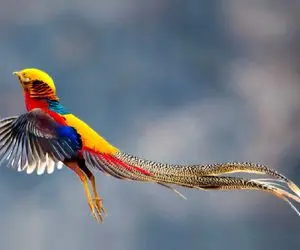 آن روی طبیعت وحشی؛ پرندگانی که انگار ساخته هوش مصنوعی اند اما کاملاً واقعی اند