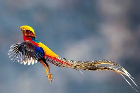 آن روی طبیعت وحشی؛ پرندگانی که انگار ساخته هوش مصنوعی اند اما کاملاً واقعی اند