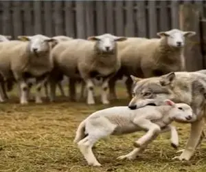 حیات وحش مصنوعی؛ پایان شوک آور برای گرگی که بره میبرد