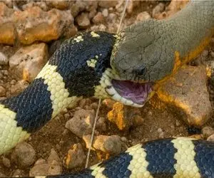 بدایع حیات وحش؛ مار کفگیرش که ته دیگ بخوره هم نوعش هم خورد