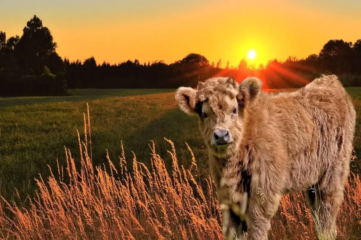 تست-بینایی-یافتن-توت-فرنگی-در-تصویر-گوساله