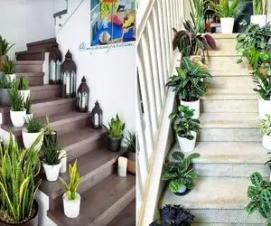 گیاهان آپارتمانی مناسب راه پله / اینا تو نبود نور مقاومن یعنی راه پله تاریکم باشه حله