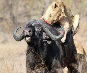 صحنه دهشتناک؛ شیر بدسگال پرید رو بوفالو ابتر و  شرحه اش کرد نشست از کله خوردن
