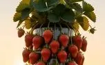 پرورش متحیرکننده؛ توت فرنگی رو طوری پرورش میده که تو مخیله نمیگنجه