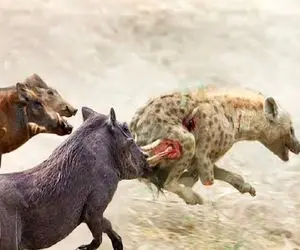 شاهکار حیات وحش؛ گراز ازازیل با رفقای مسلولش مذبوحانه ریختن سر کفتار بلعیدن