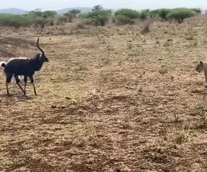 مستند حیات وحش؛ طعمه ای که از مرگ فرار می کنه اما شیر روبروشه