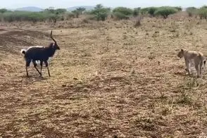 مستند حیات وحش؛ طعمه ای که از مرگ فرار می کنه اما شیر روبروشه
