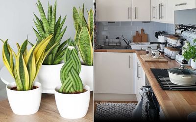 گیاهانی که سه سوته آشپزخونه رو بهشت خونه می کنن/ قلب تپنده خونه رو تماشایی کن