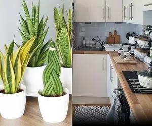 گیاهانی که سه سوته آشپزخونه رو بهشت خونه می کنن/ قلب تپنده خونه رو تماشایی کن