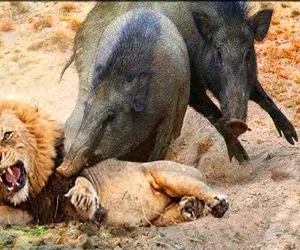 شاهکار حیات وحش؛ گراز بدسگال پوست شیر مفلوک و کند گوشتش و تحفه برد برای پلنگ